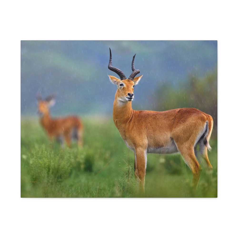 Antelope In Green Vegetation Cute Antelope Outside Wall Art Ready To Hang
